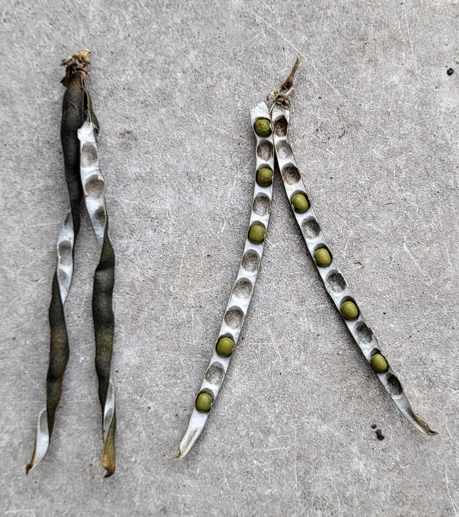 Dried green gram (mung bean) pods split open, showing the small olive-green seeds inside.