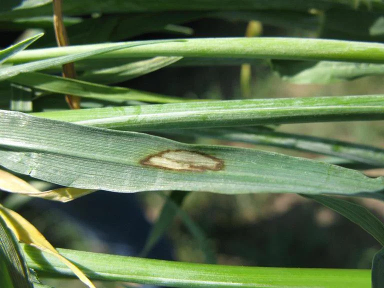 Barley leaf blotch (scald) lesion with a pale grey centre and brown margin on a leaf in the field