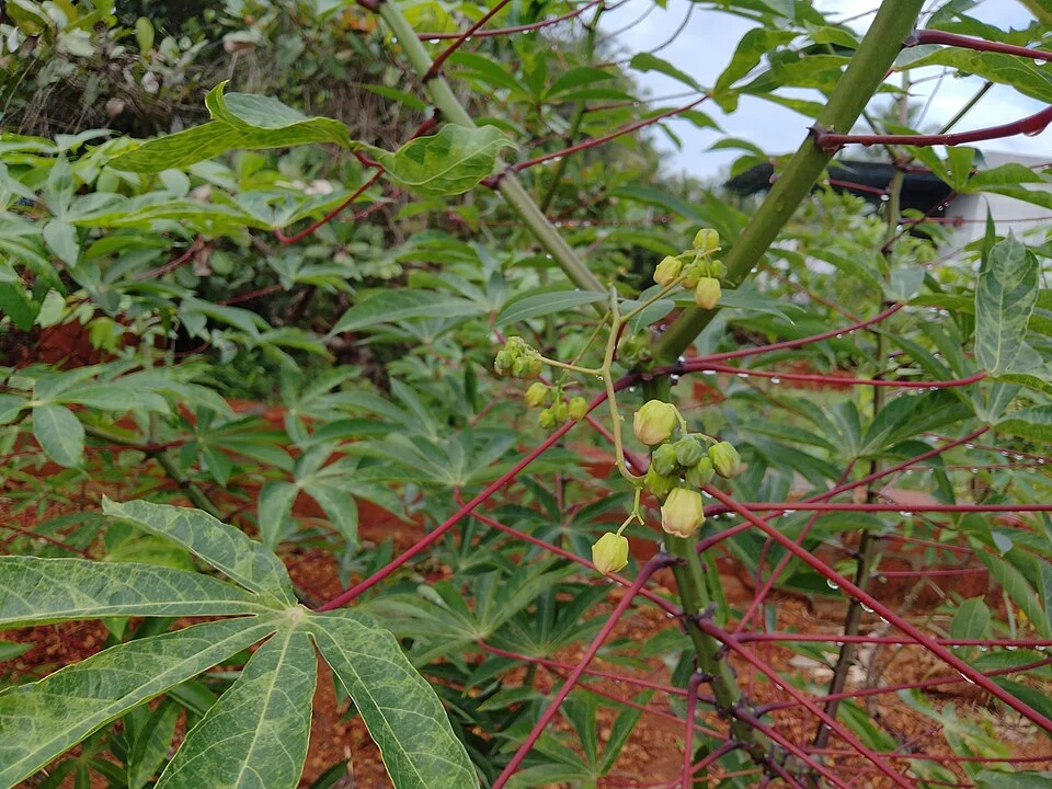 Cassava