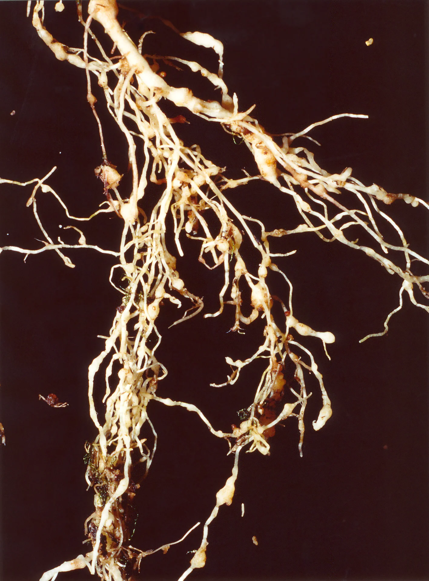 Tomato root system swollen into knots and beads by root-knot nematodes