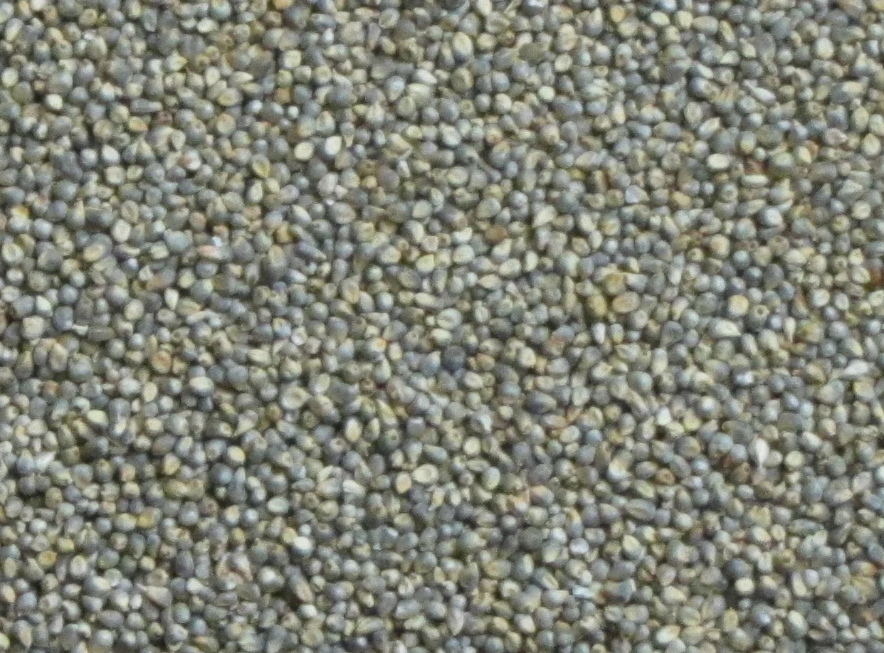 Harvested pearl millet grain, the small round slate-grey seeds farmers store and grind