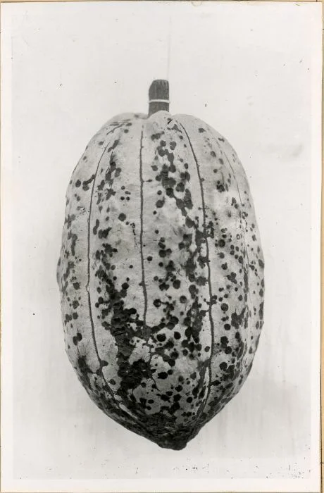 A cocoa pod densely covered in dark sunken capsid feeding spots and corky scarring caused by capsid (Helopeltis) attack