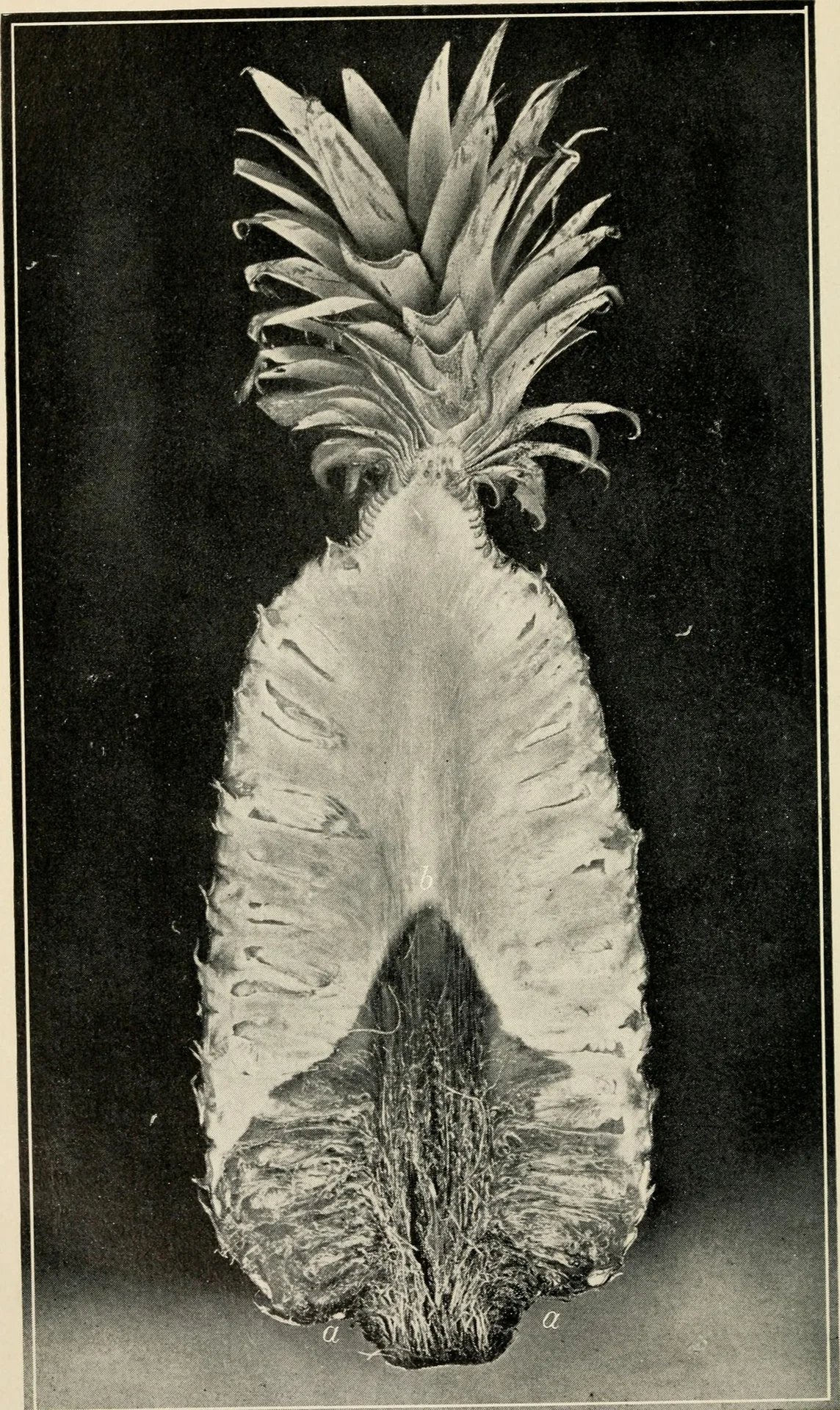 Pineapple fruit cut lengthwise showing black rot (Thielaviopsis paradoxa) as dark, soft decay spreading from the cut base upward through the flesh.