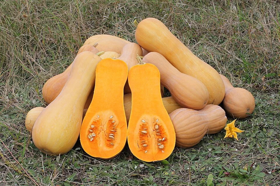 Pumpkin / butternut (winter squash)