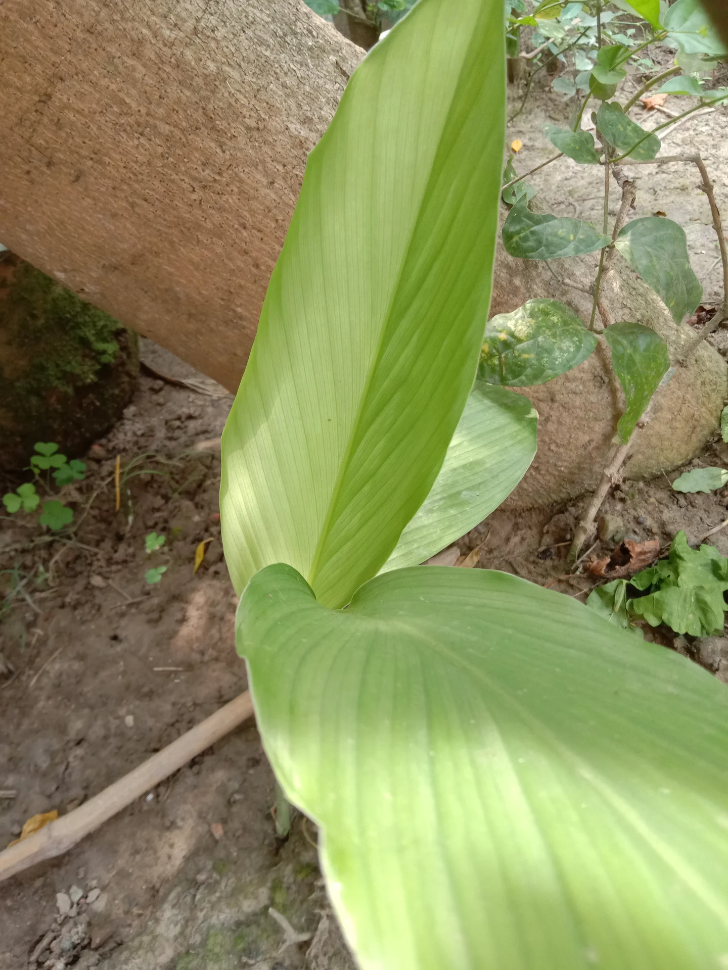 Close-up of turmeric leaves in West Bengal, the host of turmeric leaf spot