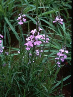 Striga (witchweed)