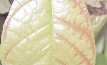 Cocoa swollen shoot virus