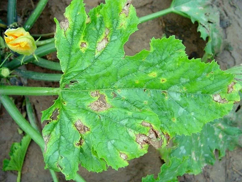Phytophthora blight