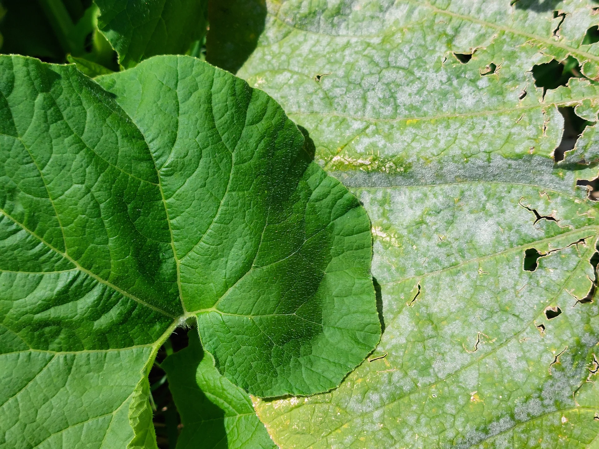 White, flour-like powdery mildew coating spreading across a squash leaf next to a still-healthy green leaf