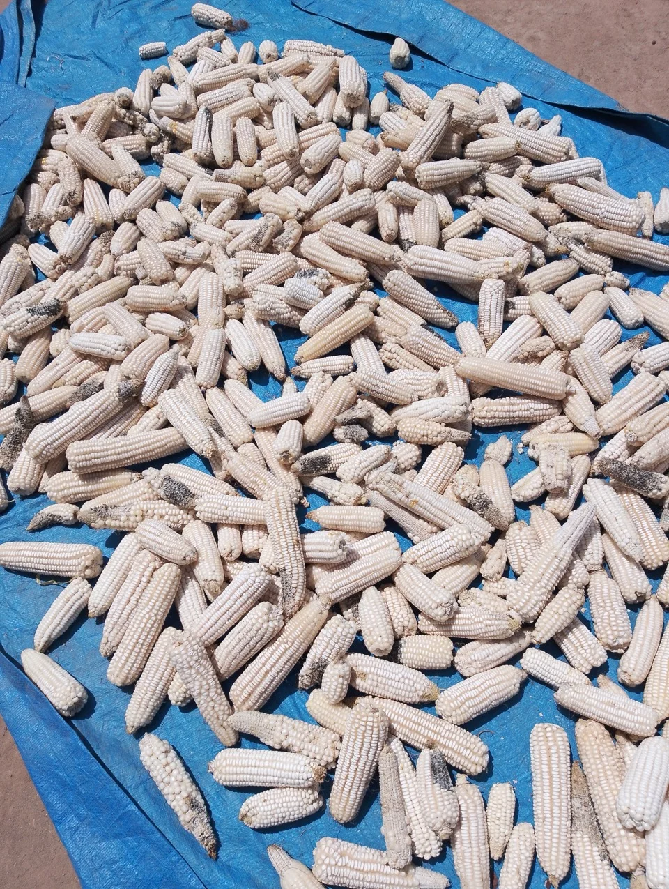 Harvested white maize cobs drying in the sun on a tarpaulin, the common storage form in sub-Saharan Africa.