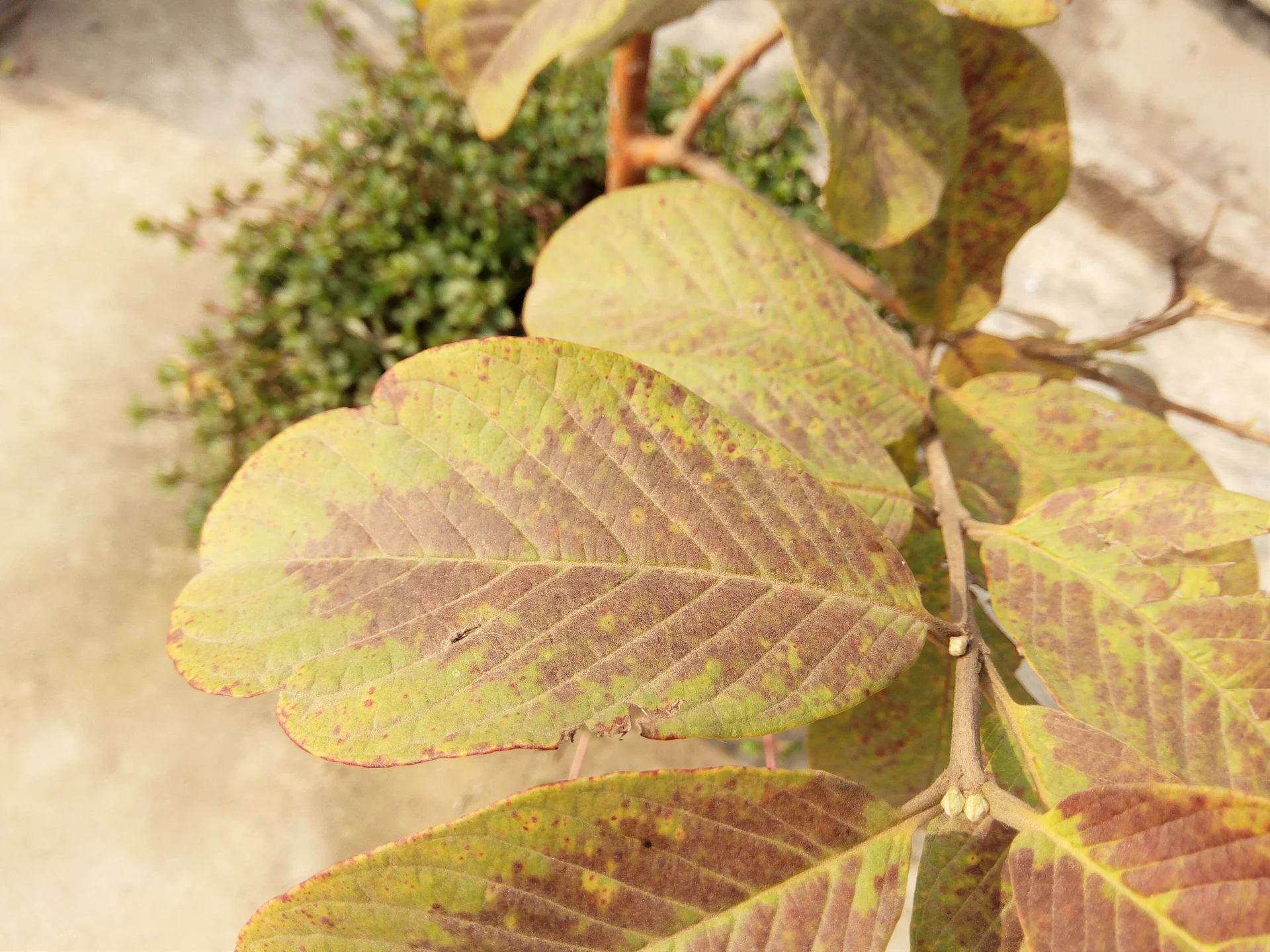 Guava leaves turning pale yellow then brown on the branch, the foliage yellowing and drying that shows on a wilt-affected tree.