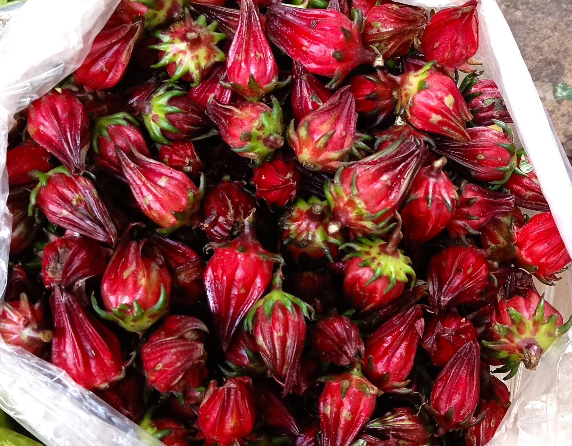 A bag of freshly harvested roselle calyces — the plump, fleshy bright-red cups used for bissap and zobo