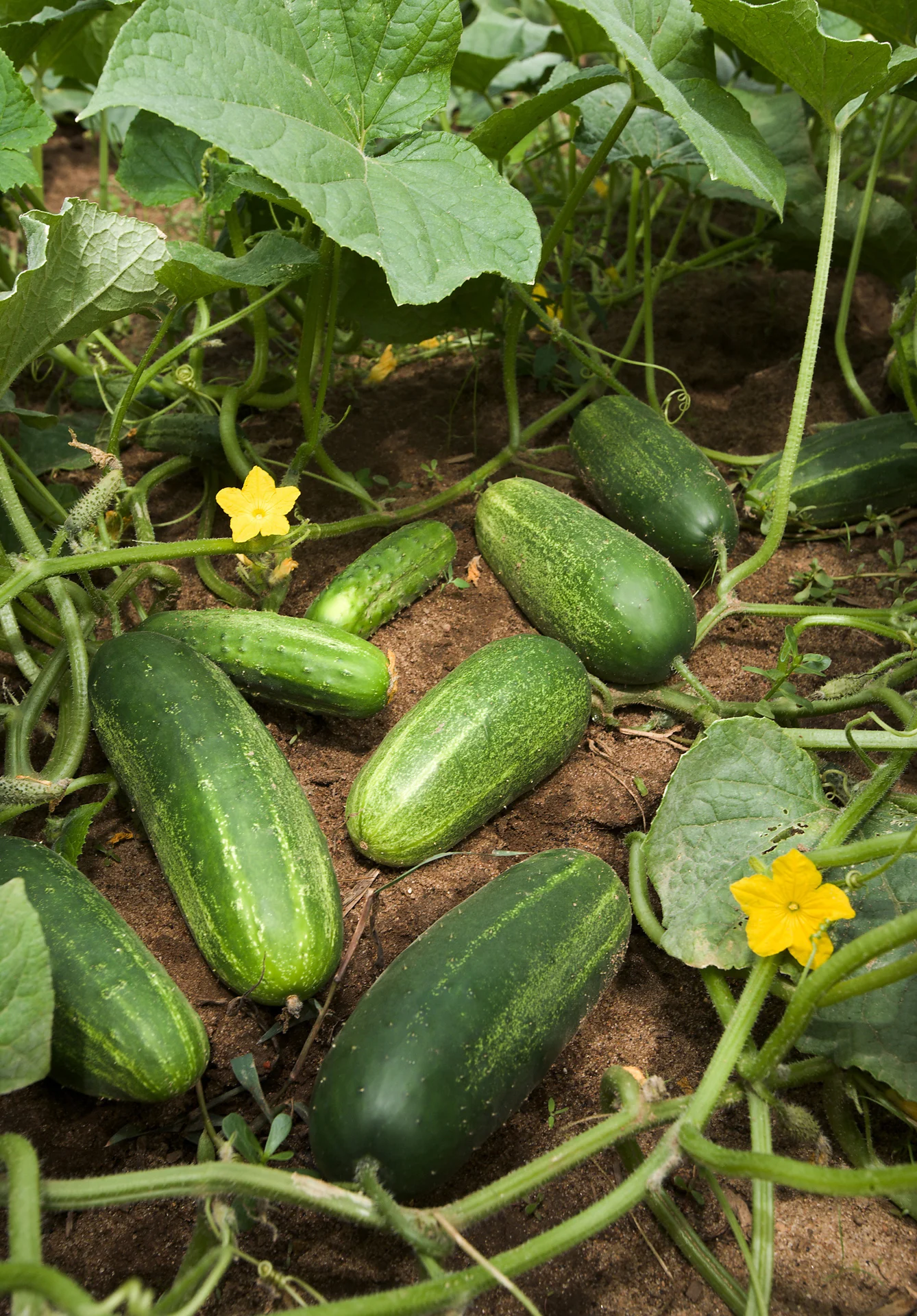 Deep-green cucumbers ripening on the vine in the field, with yellow flowers