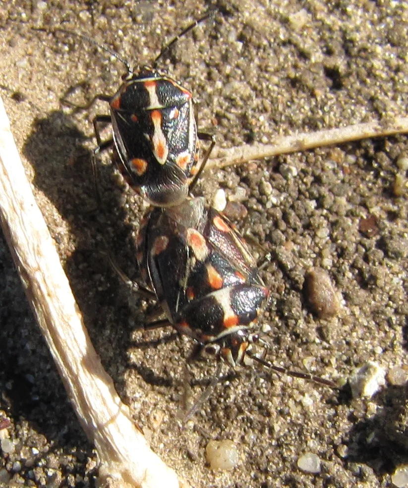 Bagrada bug