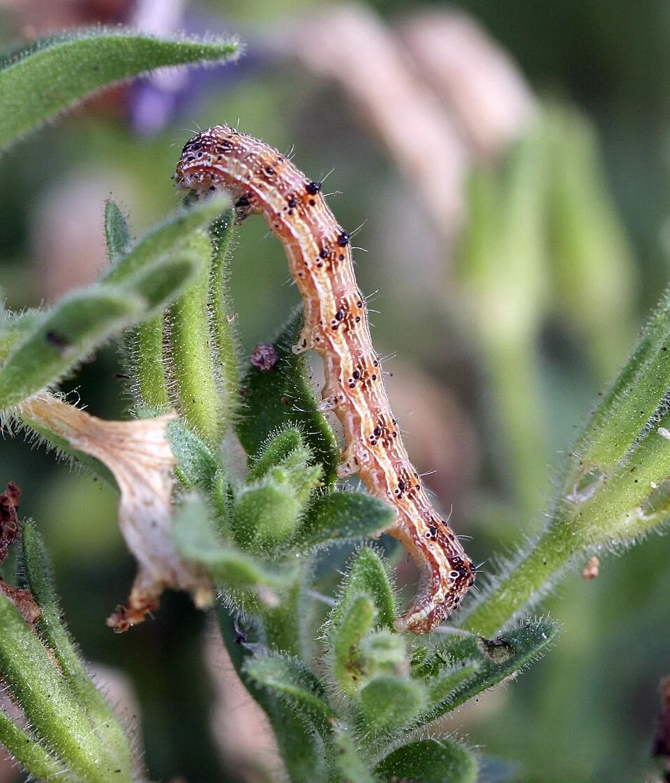 Tobacco budworm