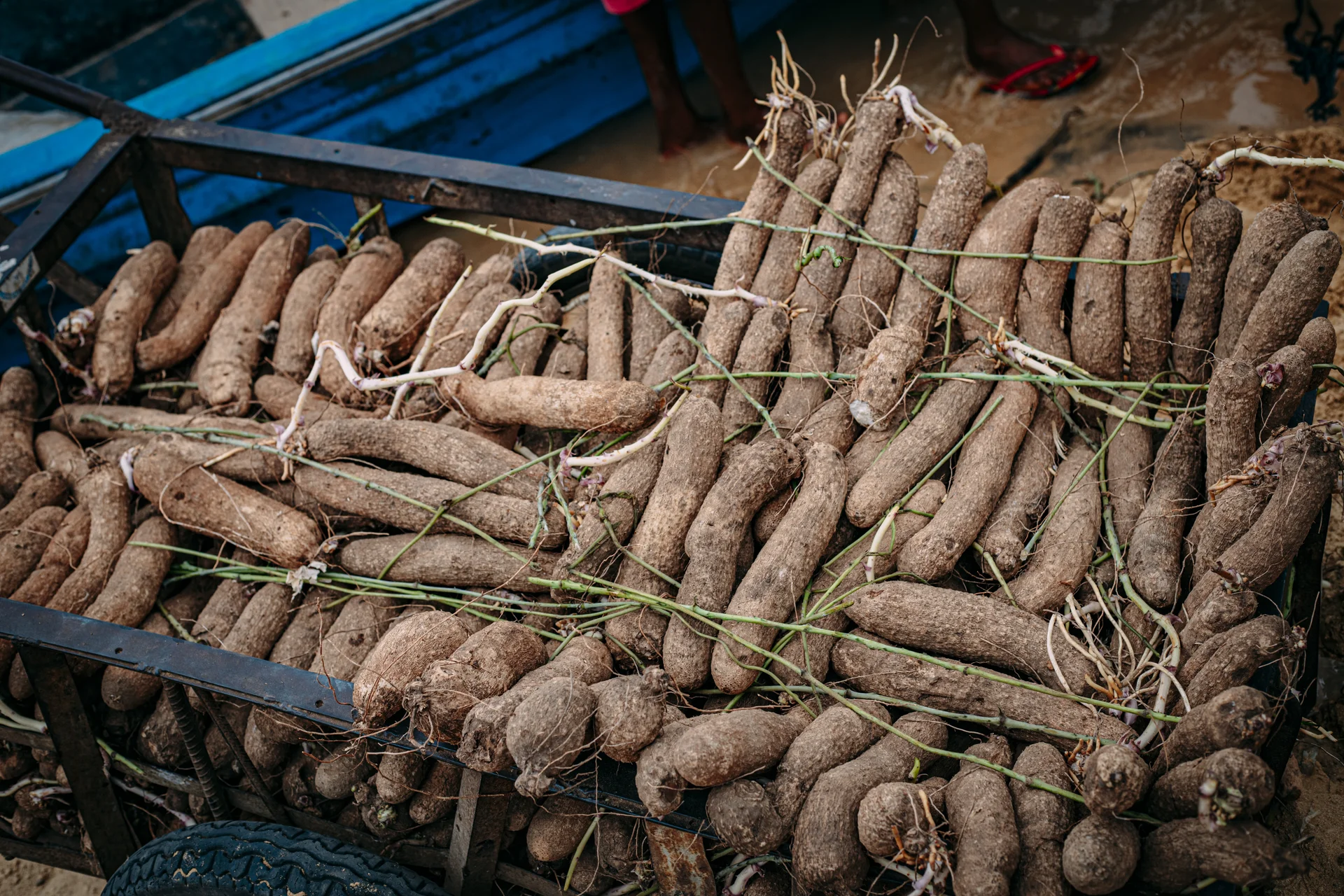 Freshly harvested long brown yam tubers piled on a cart with vines still attached — inspect these at harvest for the beetle's clean round bore-holes