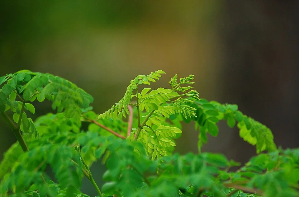 Moringa (drumstick tree)