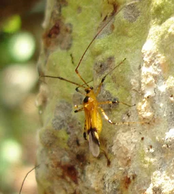 Mosquito bug (Helopeltis)