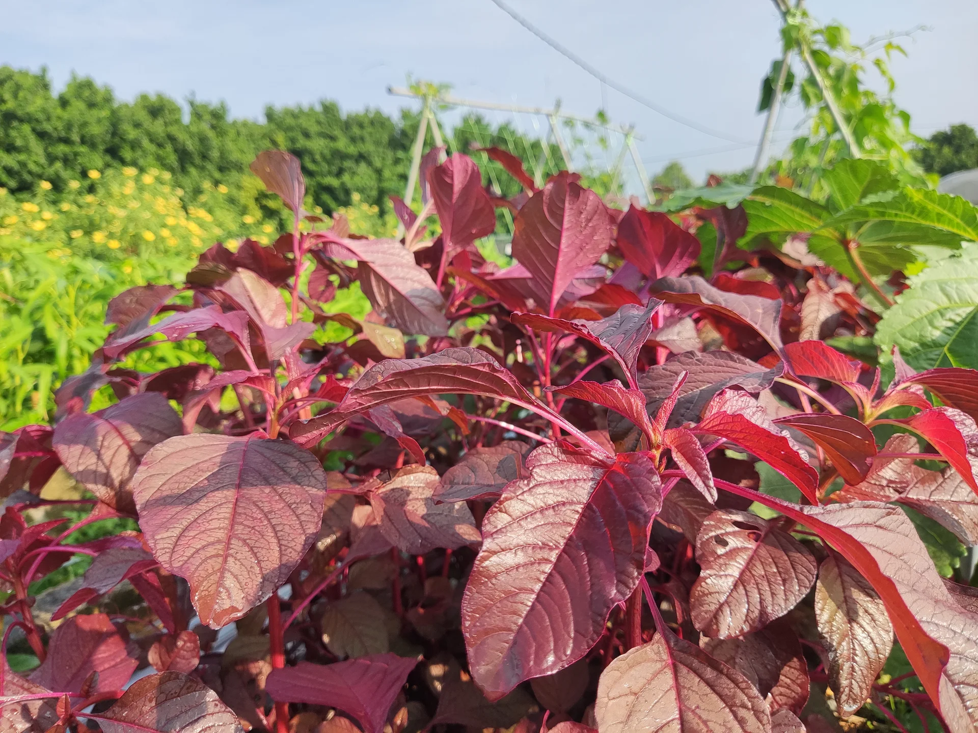 Red-leaf amaranth vegetable growing in a field bed