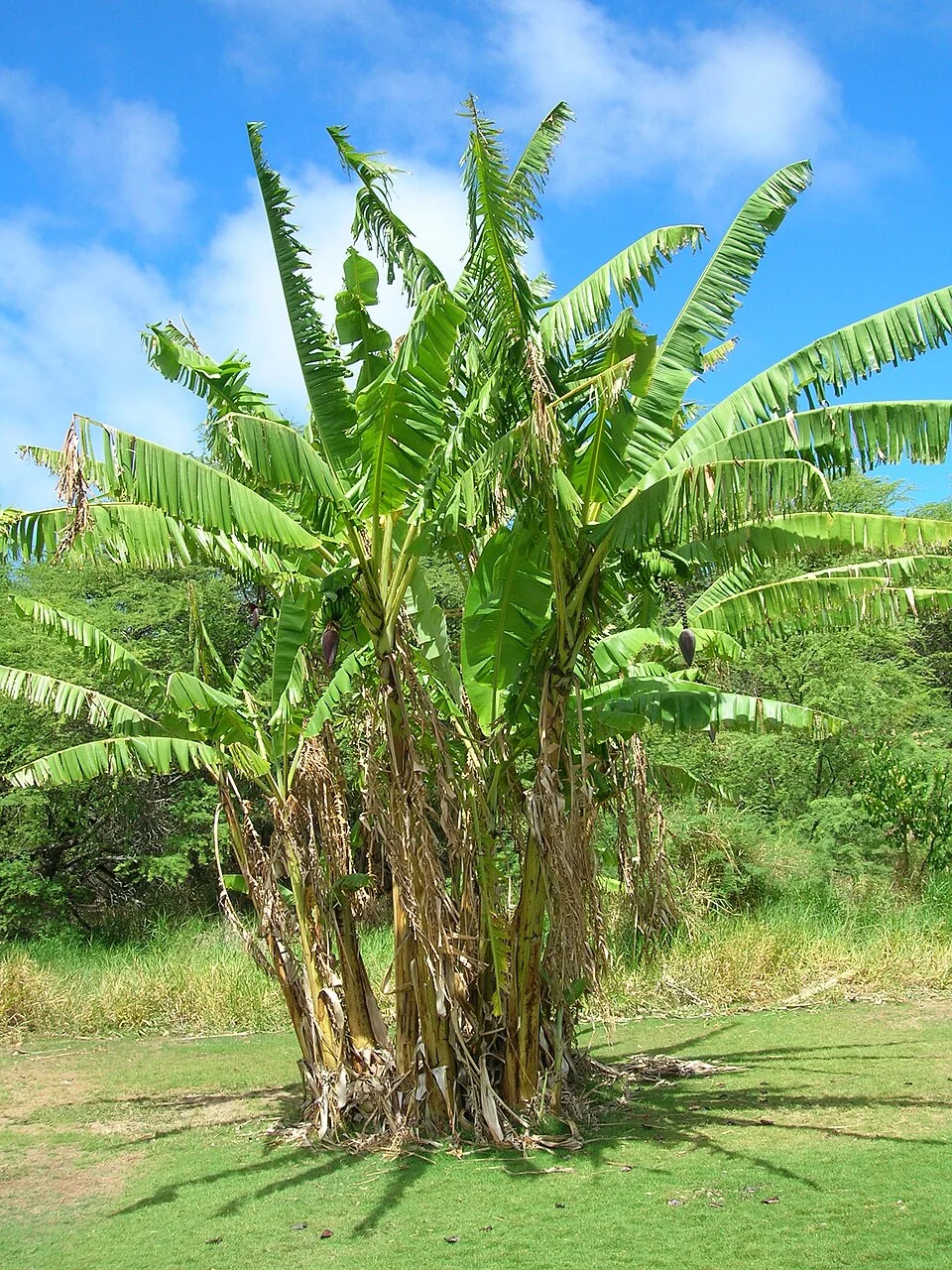 Banana & plantain