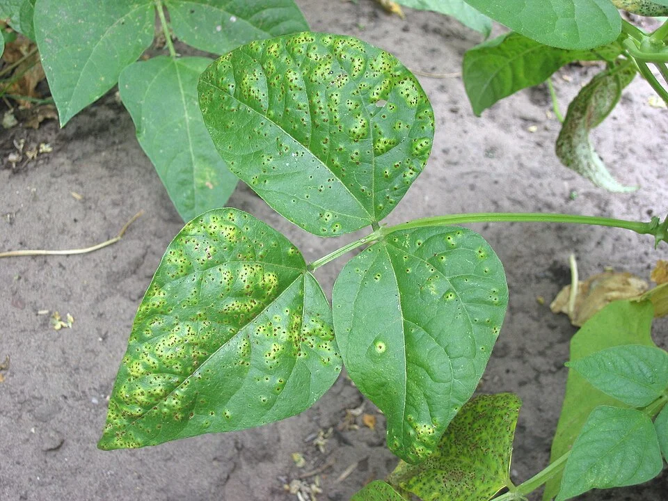 Bean rust