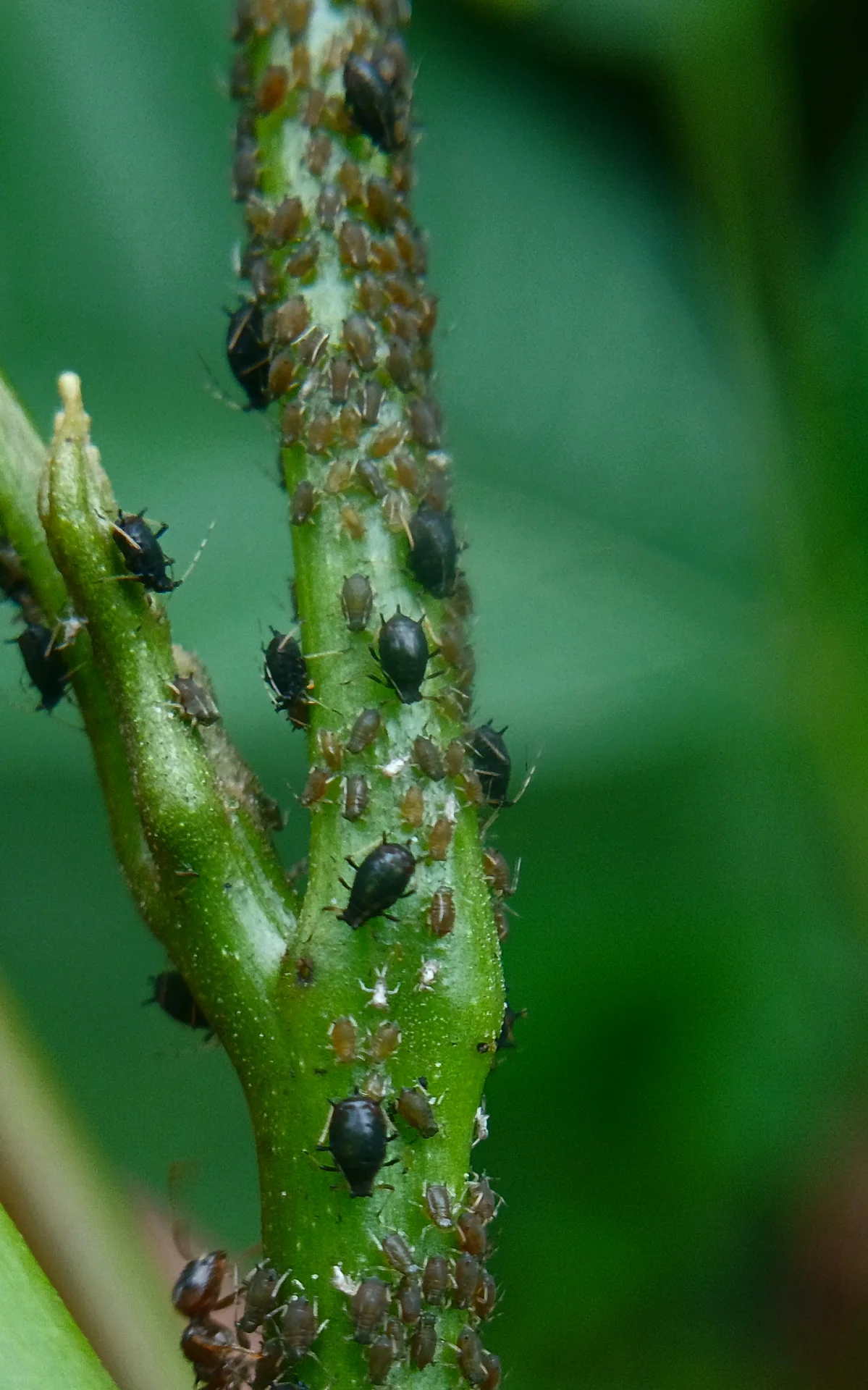 Cowpea aphid colony clustered on a green growing tip and soft stem, with a tending ant at the base