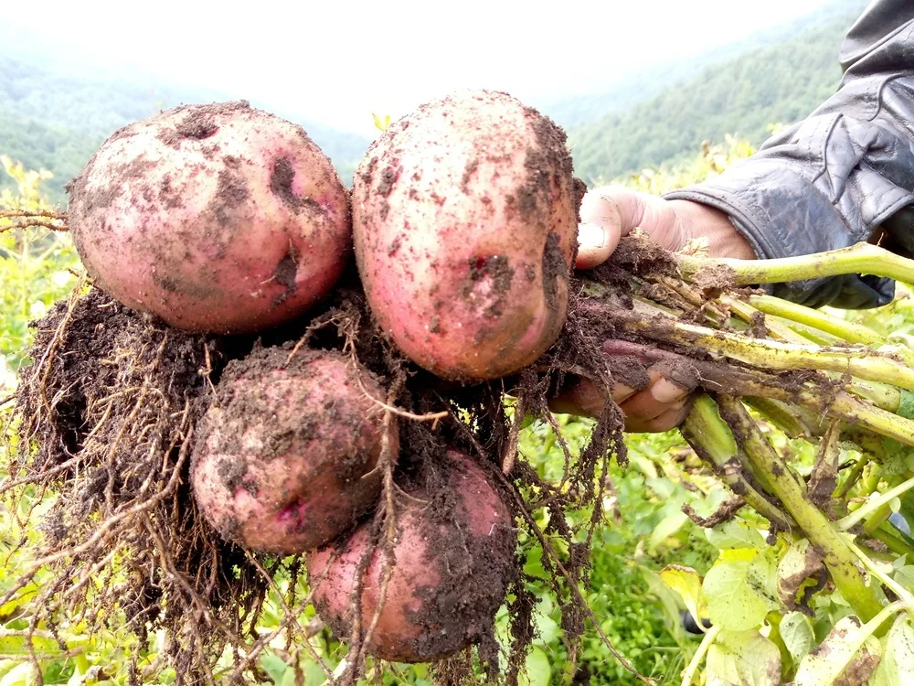 A freshly lifted potato plant held up to show its nest of tubers on the roots