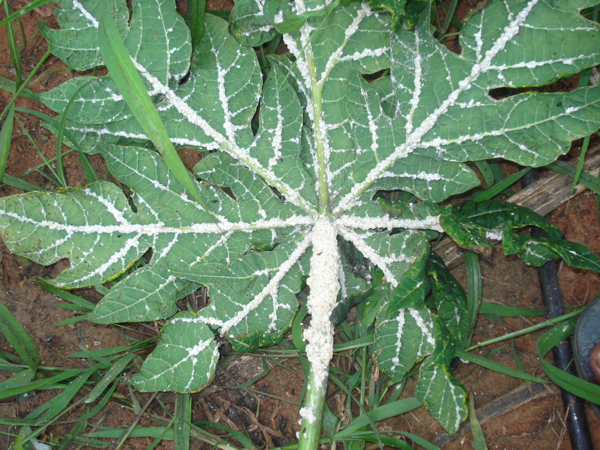 Papaya leaf in the field with veins and stalk heavily coated in white cottony papaya mealybug colonies