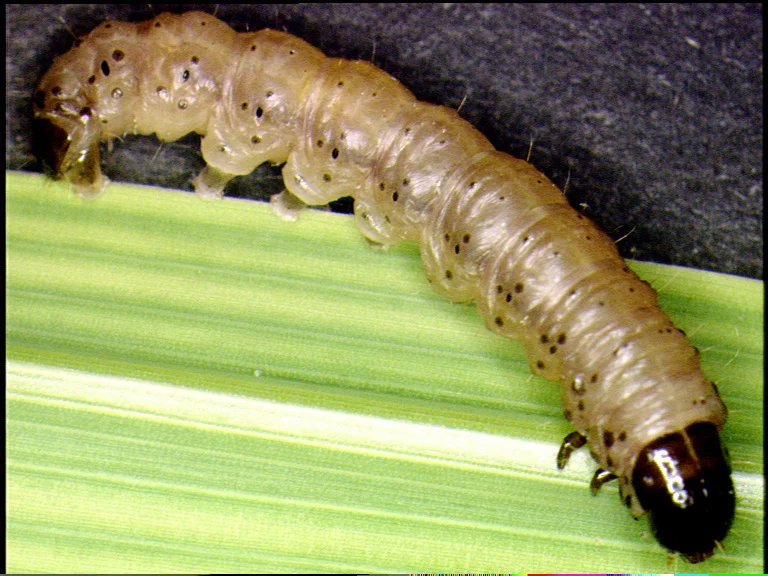A pale, dark-spotted stalk-borer caterpillar with a shiny dark head, of the kind found tunnelling inside maize and sugarcane stalks