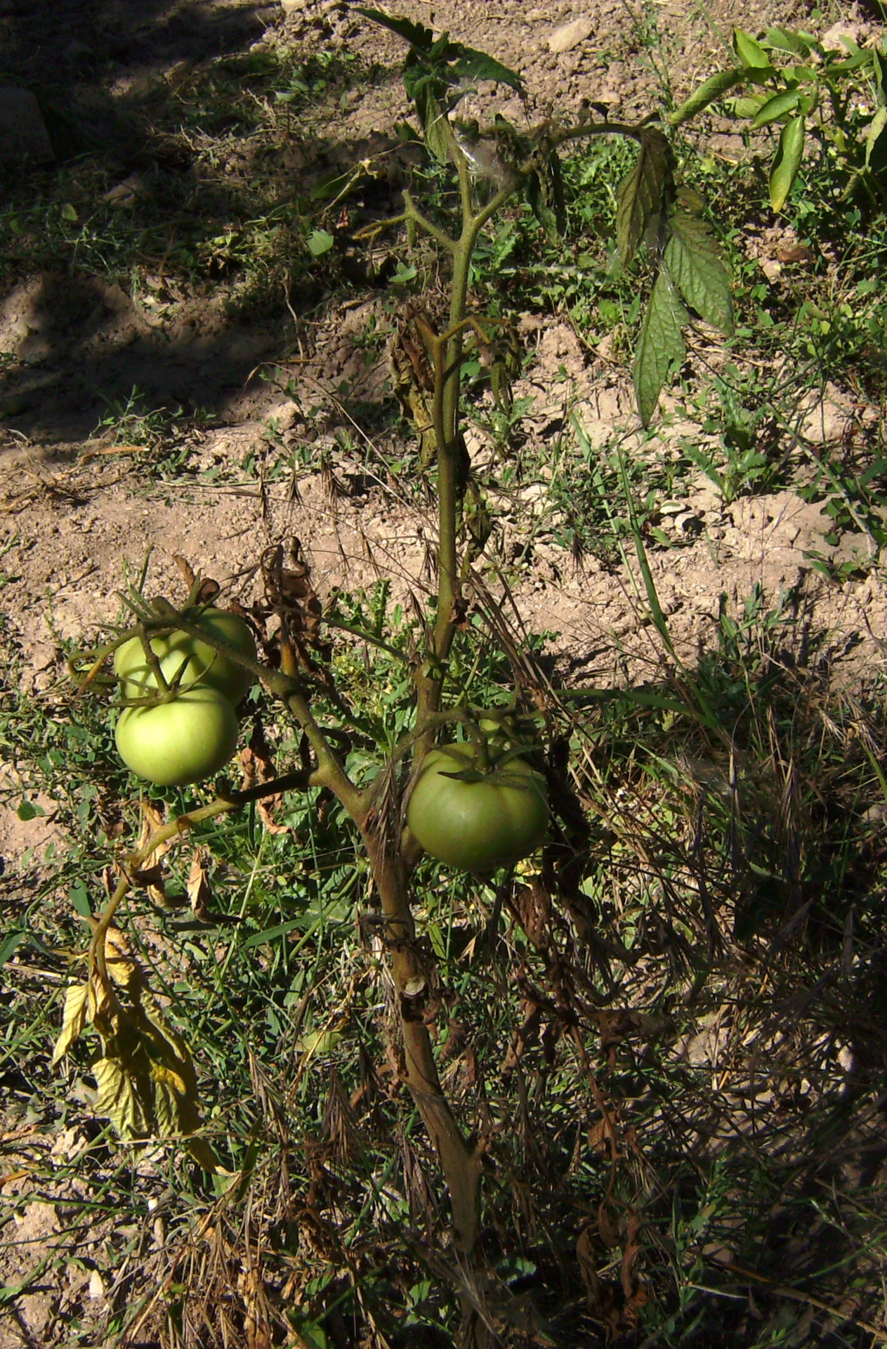 Tomato plant in the field with Fusarium wilt: lower leaves yellowing, wilting and dying back while the plant still carries green fruit