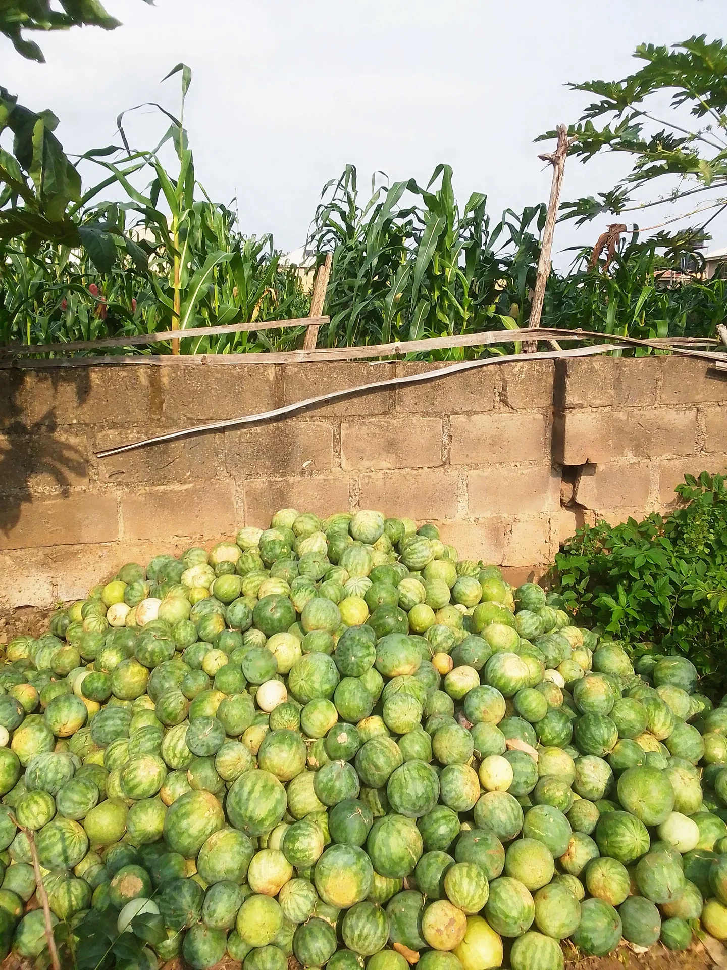 A heap of harvested round, striped green egusi melons beside a maize field