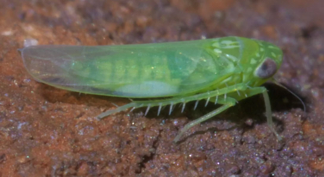 Side view of a green wedge-shaped leafhopper (Empoasca), showing the pale-green body and spiny hind legs of an adult jassid