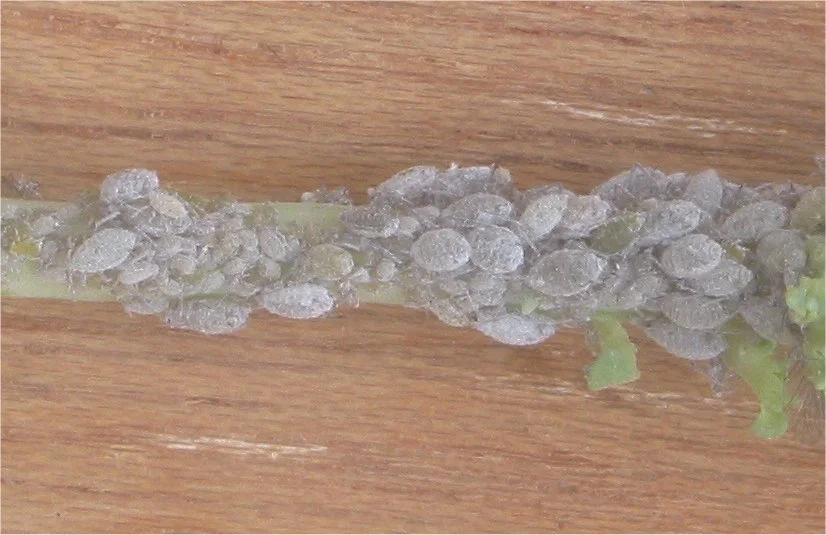 Cabbage aphid