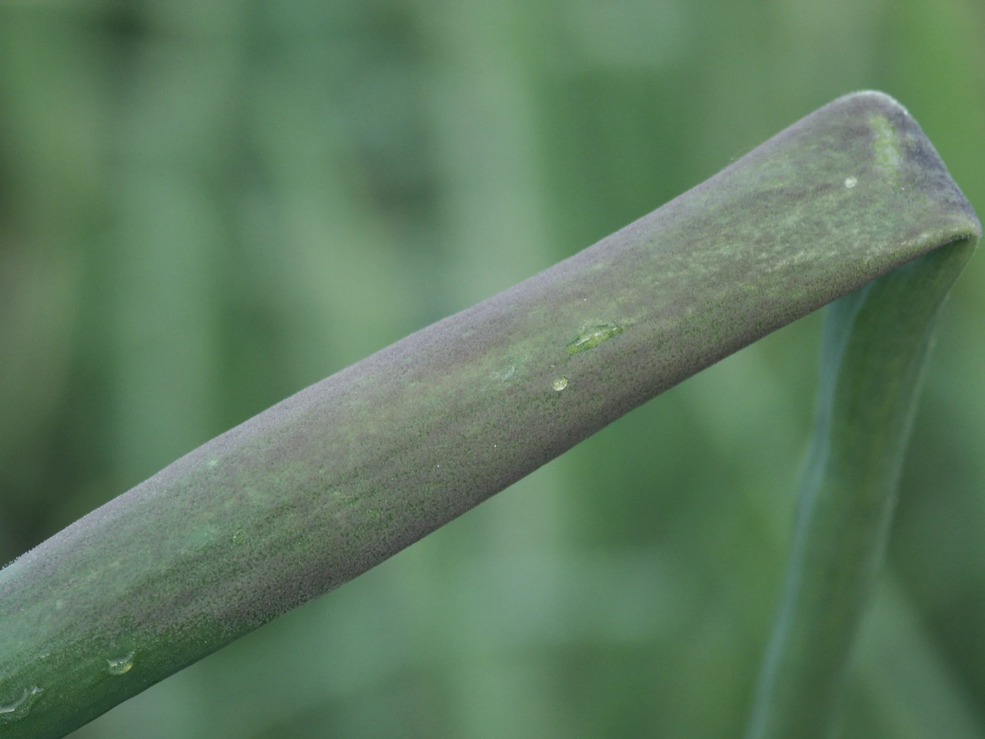 Onion leaf in the field coated with the grey-purple downy fuzz of downy mildew
