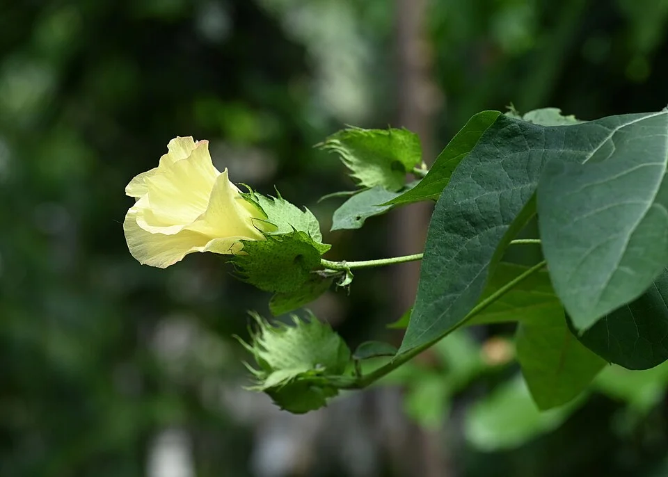 Cotton