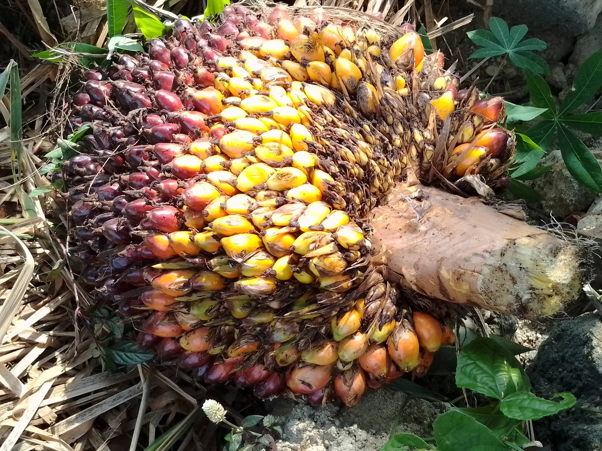 A whole freshly cut oil palm fruit bunch — ripe orange-red and yellow fruits packed on the stalk