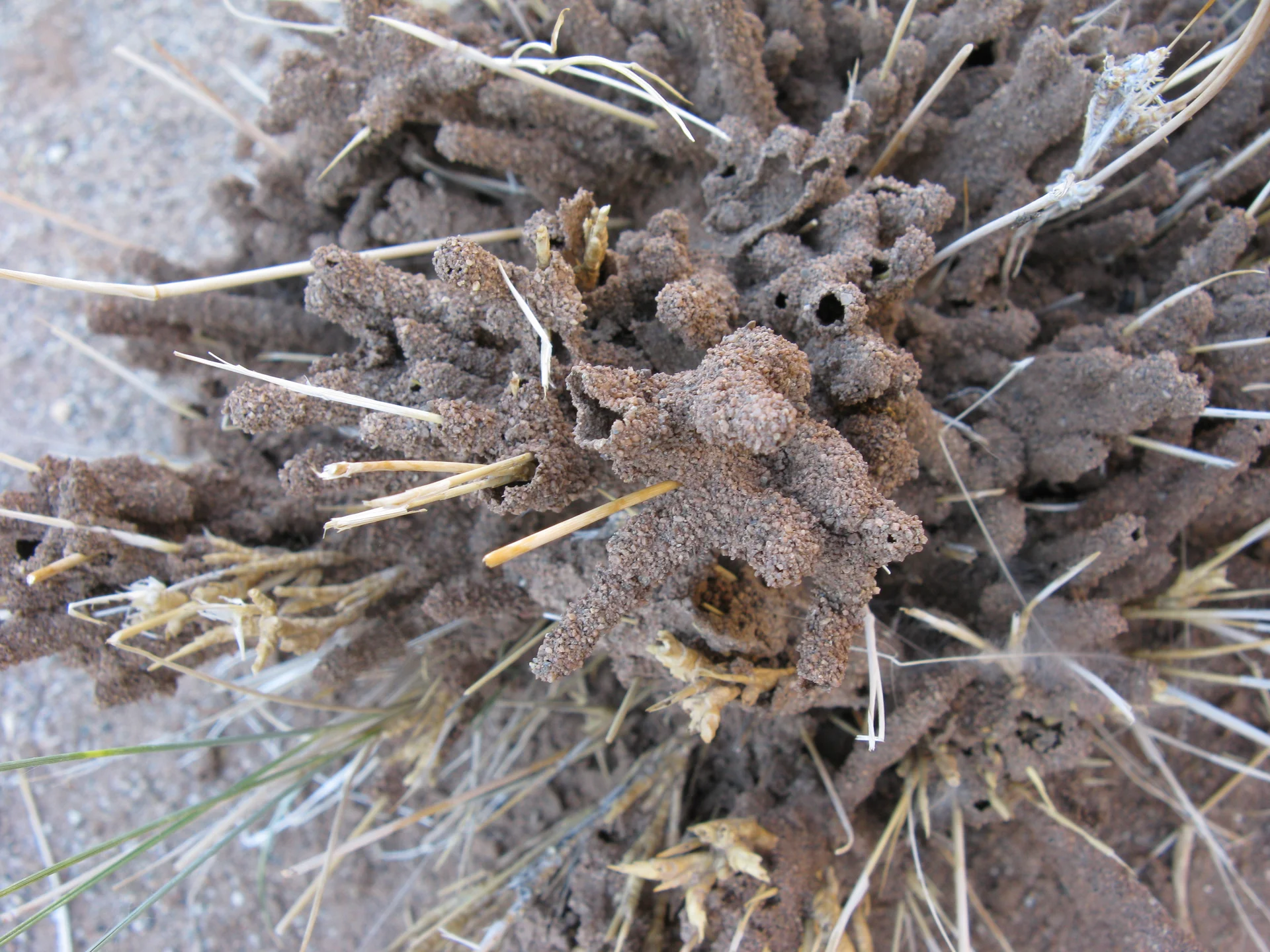 Termite soil sheeting: a crust of mud plastered over a grassy plant in the field, the give-away sign of termites