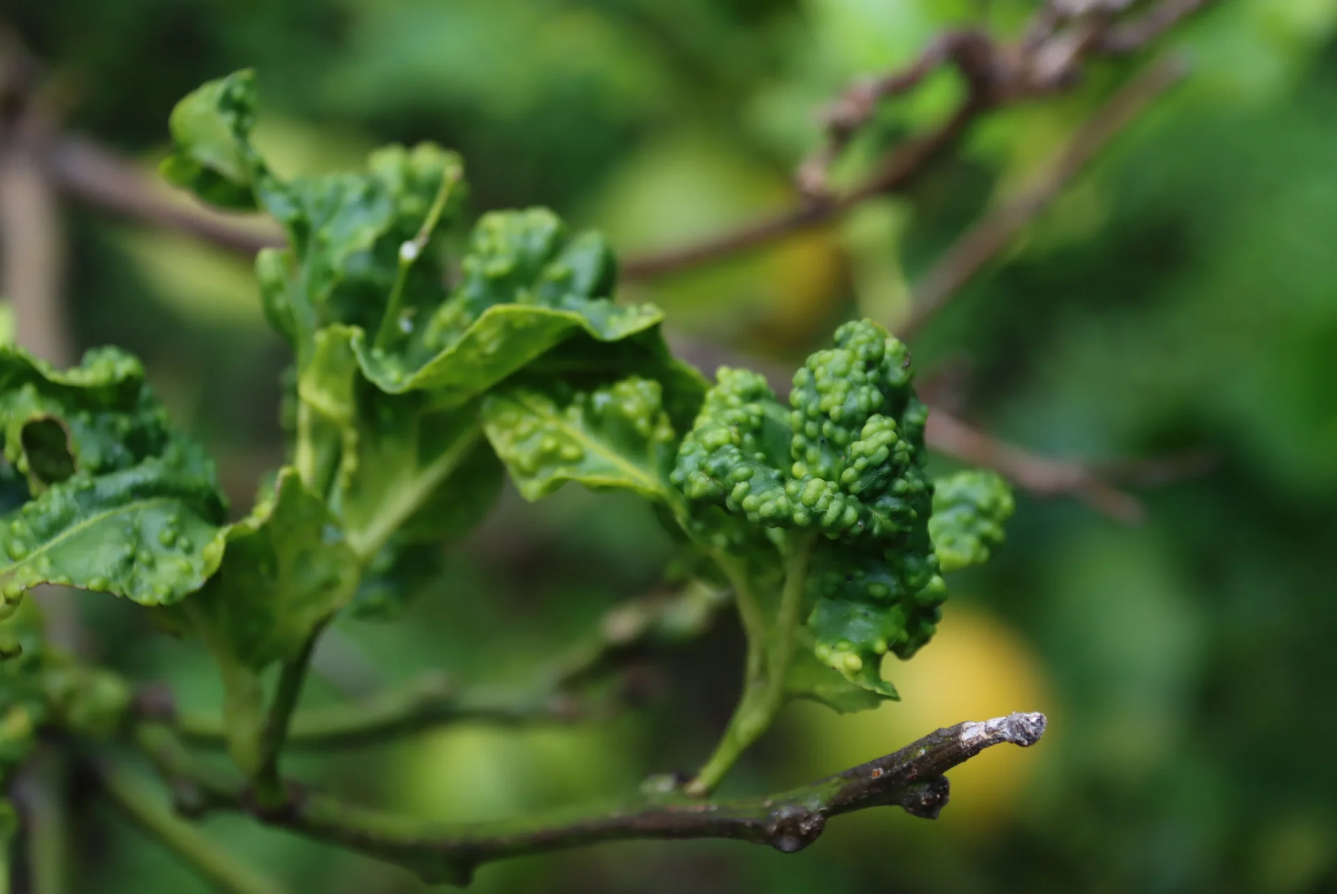 Young citrus flush on the tree, curled and studded with raised pit galls where citrus psyllids have been feeding