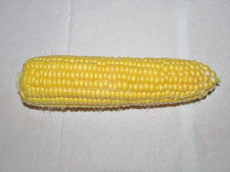 A single fresh maize cob with the husk removed, showing rows of plump yellow kernels.