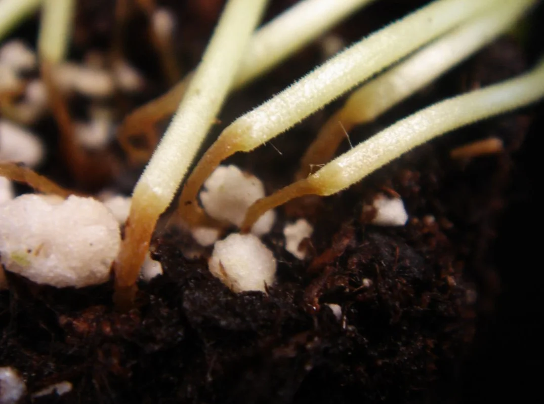 Close-up of seedling stems at the soil surface, thin, pinched-in and water-soaked brown right where they meet the potting media — the tell-tale damping-off lesion at the soil line