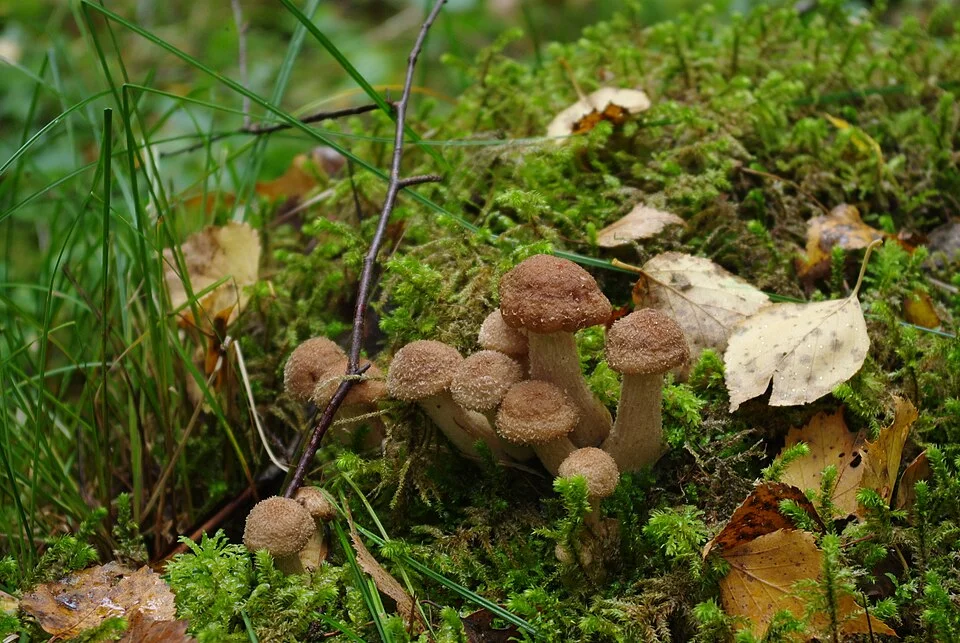 Armillaria root rot