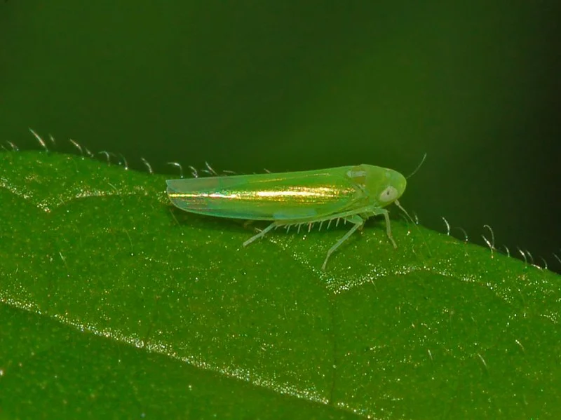 Small pale-green wedge-shaped jassid (leafhopper) resting on the surface of a hairy green leaf, as seen when you turn a leaf over in the field